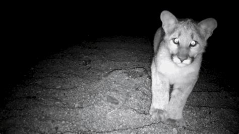 Curious Nature Are Those Glowing Eyes A Bear Or Mountain Lion Eye