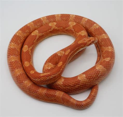 Fire Cornsnake Ians Vivarium