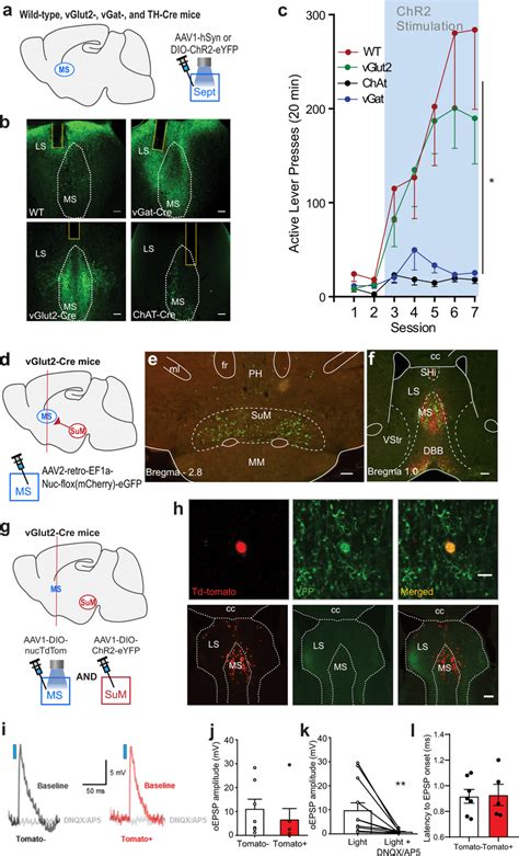 Excitation Of Septal Glu Neurons Is Reinforcing And Sum Neurons