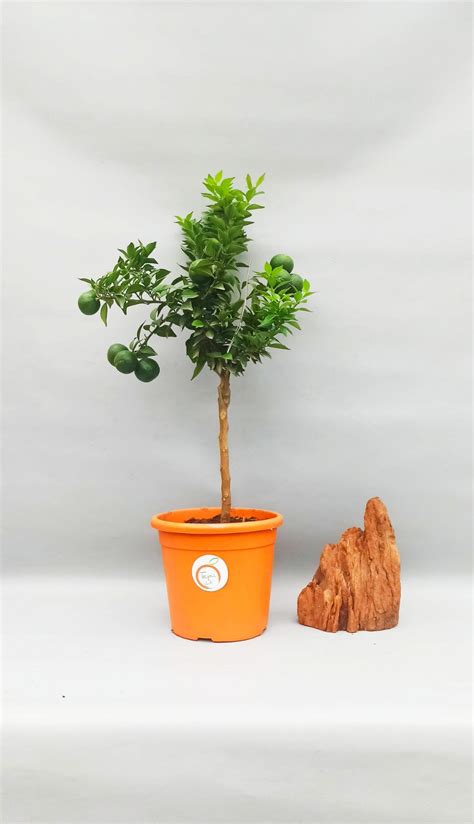 Купить домашнее дерево цитруса Мандарин размером d 22см, h 65см в Киеве ...