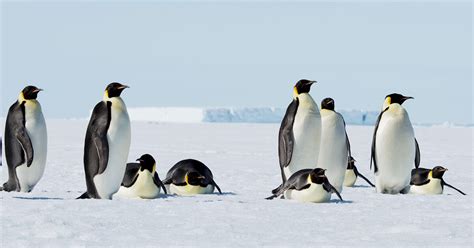 Emperor Penguins Are Marching to Extinction at Current Emissions Levels