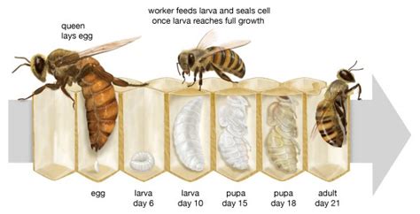 Honey Bee Life Cycle Explained