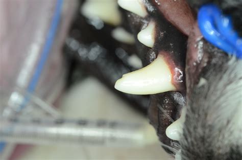 All Types Of Dog And Cat Broken Teeth Need Attention Your Pet Dentist