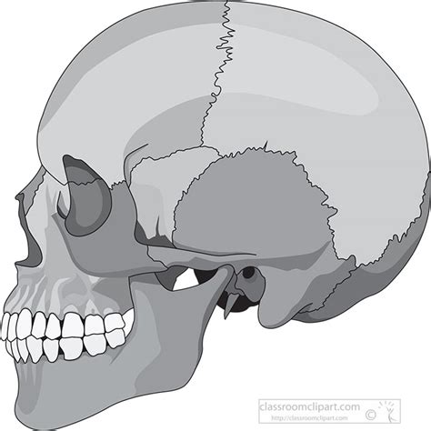 Anatomy Gray And White Clipart Human Skull Side View Anatomy Gray