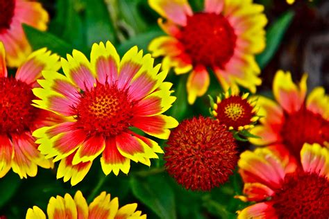 What Are The Most Popular Perennial Flowers