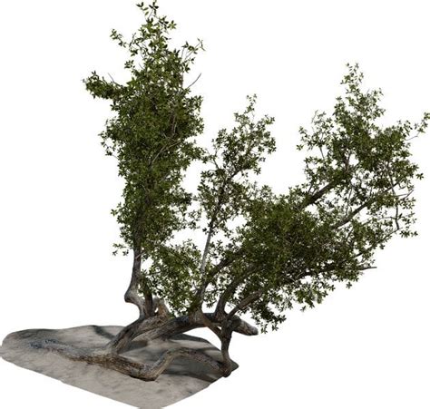 Island Tree 03 8k Cc0 New Free Model On Poly Haven Rcc0textures