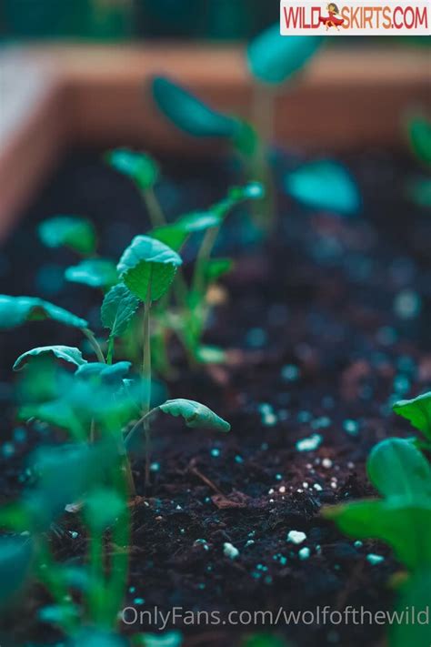 Wolfofthewild Wolfofthewild Wolfofthewildd Nude OnlyFans Instagram Leaked Photo