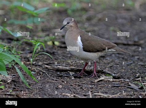 Grenada Dove, Leptotila wellsi) critically endangered and endemic to ...