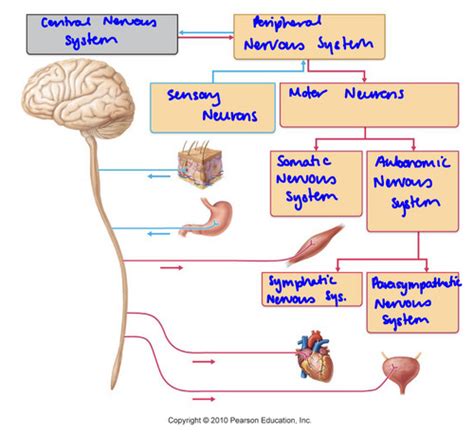 ANS Cranial Nerves Medi112 Practical Exam Flashcards Quizlet