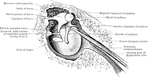 Tympanic Ossicles | ClipArt ETC