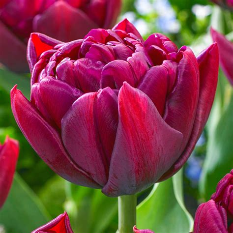 Buy Alison Bradley Tulip Bulbs | Double Tulips | Breck's