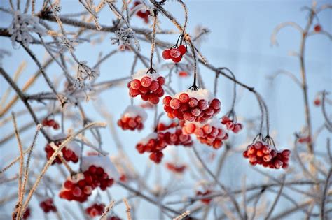 Ветка калины зимой - фото и картинки: 32 штук