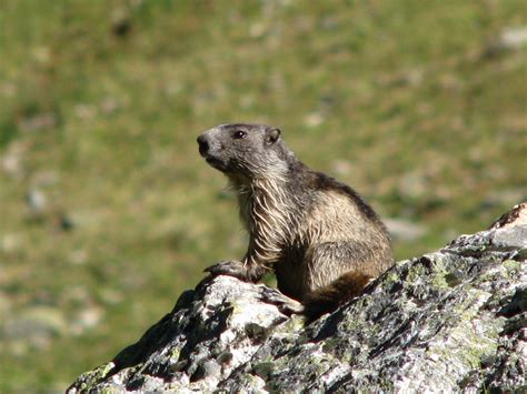 Animaux De Montagne Natureaudouce Naturopathe La Tour Du Pin