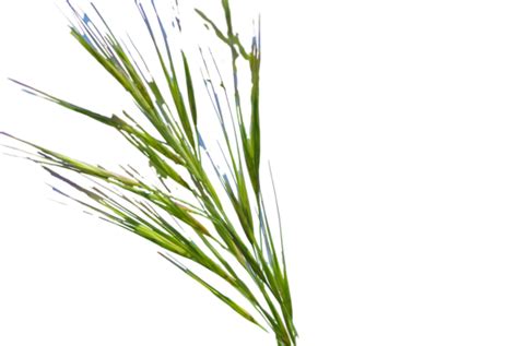 Wild Grass Environment Natural Grass Weeds Green Nature Png