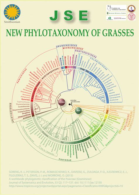 (PDF) Poaceae Classification Poster 2015