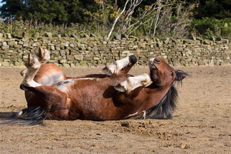 Horse Free Stock Photo Public Domain Pictures Horses Free Stock