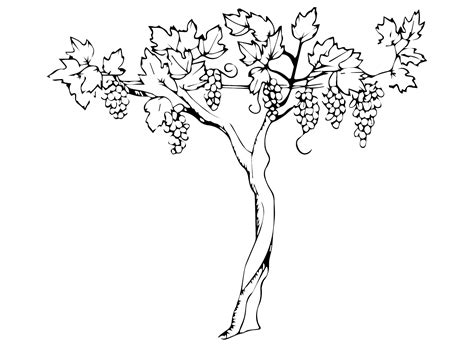 Grape Vine Coloring Pages [2025]