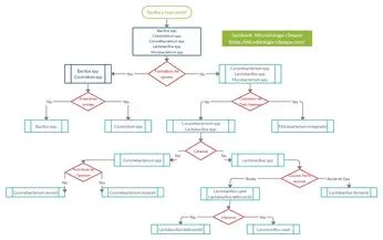 Gram Positive Rods Flowchart