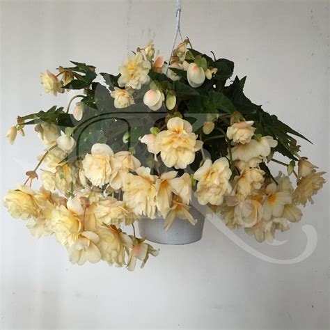 Ампельные растения - Фотогалерея - Pitomnik-Kolos.ru