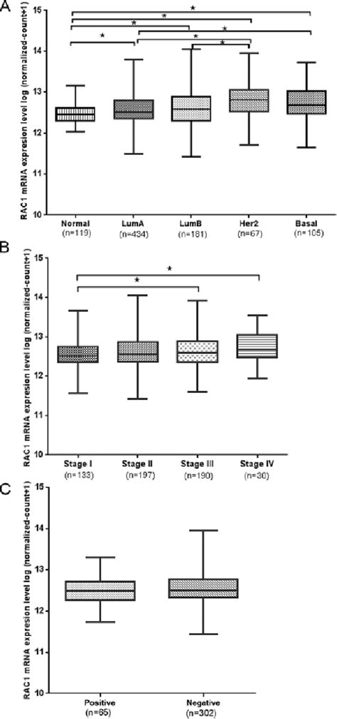 Pdf Knockdown Of Rac And Vasp Gene Expression Inhibits Breast Cancer