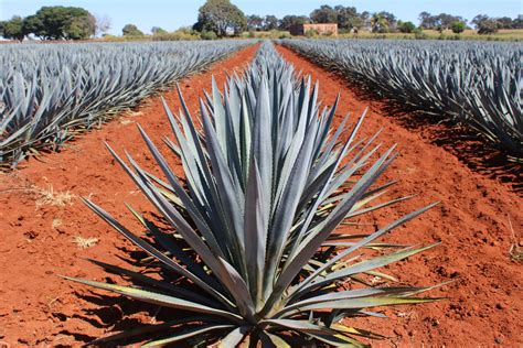 How is Tequila made? - Wine and Spirit International