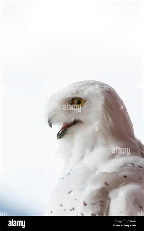 Captive Portrait Of A Snowy Owl Southcentral Alaska Stock Photo Alamy