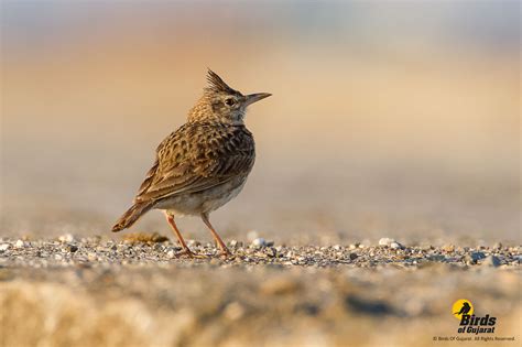 Crested Lark Galerida Cristata Birds Of Gujarat
