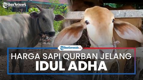 Menjelang Idul Adha Harga Sapi Qurban Terpantau Beragam Di Kabupaten