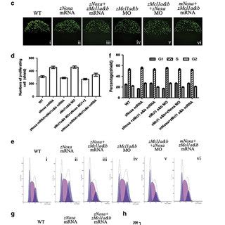 Expression Of Zebrafish Noxa Znoxa During Embryogenesis A