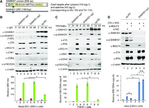 SAMHD1 Depletion Facilitates EBV Lytic Replication A Schematic