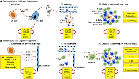 LYMPHOID ORGAN DEVELOPMENT FROM ONTOGENY TO NEOGENESIS PDF