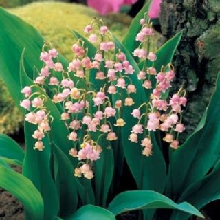 Редкие многолетники: Convallaria-majalis-rosea-ландыш майский розовый