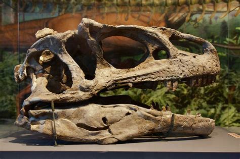 Allosaurus Fossil Skull Dinosaur National Monument Prehistoric