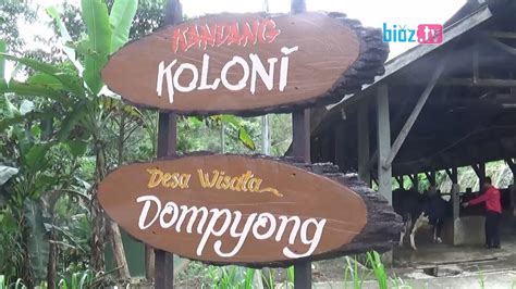 Amazing Eco Tourism Kandang Koloni Sapi Perah Trenggalek Jatim