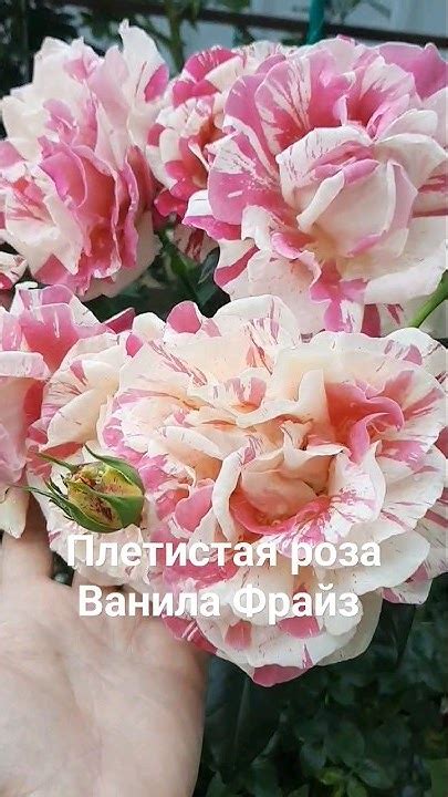 Плетистая роза Ванила Фрайз. - YouTube