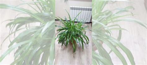 Комнатный цветок. Хлорофитум купить в Ростове-на-Дону | Товары для дома ...