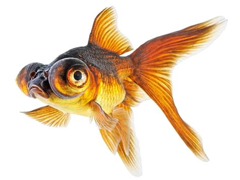 Types Of Goldfish Single And Double Tailed Aquariadise