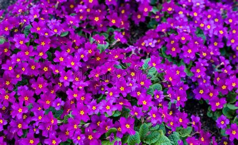 Pink Primula Vulgaris Primrose Flowering Primula In The Garden At