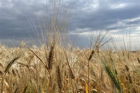 В Казахстане намолочено 13,5 млн тонн зерна