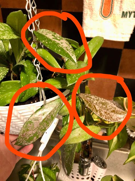 New To Hoyas Rhoyas