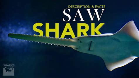 Saw Shark Description And Facts