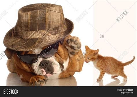 Bulldog Gangster Image And Photo Free Trial Bigstock