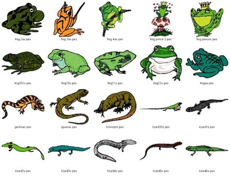 Ejemplos De Animales Anfibios Reino Animal