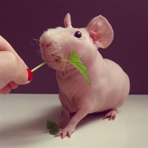 Naked Guinea Pig Poses With His Favorite Food Bored Panda