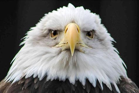 Eagle Watching | Wild View