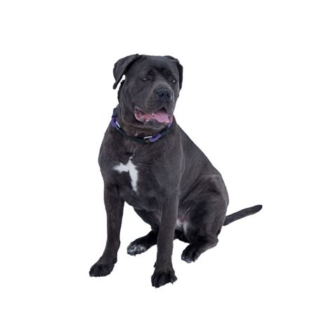 Are Cane Corsos Dangerous