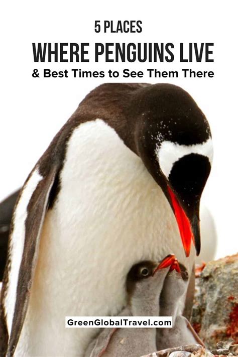 5 Places Where Penguins Live (& Best Times to See Them There) | GoJameka
