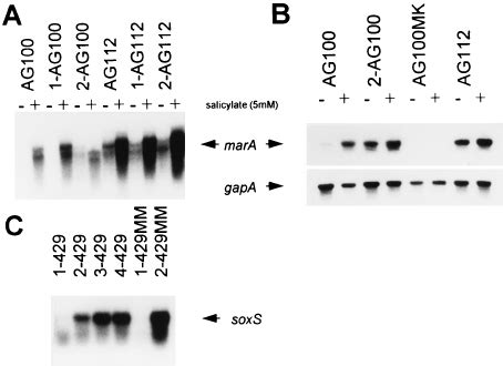 Northern Blot Analysis Of Mara A And Soxs C And Reverse Tran