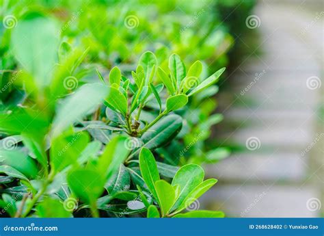 Arbustos Evergreen Brotan Nuevas Hojas Verdes Plantas Verdes En El