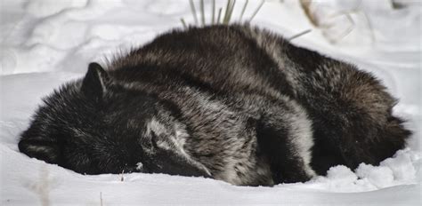 The Wolfskin - Words Without Borders